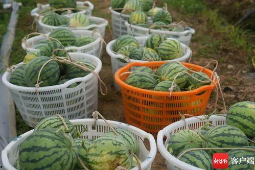 五一吃瓜网最新内容